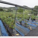 주동농장 이미지