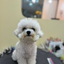 단추펫살롱 이미지