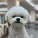 깡아지미용실 이미지