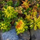 신삼정미소 이미지