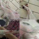 DS동물병원 | 강아지피부사료추천 닥터독 베츠초이스 알러지사료