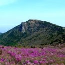 2015년 4월 19일 셋째주 개별산행 비슬산(1084m) 산행(진달래 축제) 이미지