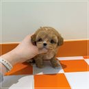 배곧애견샵 이미지