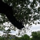 경주/ 진평왕릉과 명활산성 둘레길_2024.5.5.