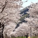 백리벚꽃길 이미지
