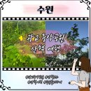수원 광교중앙공원 가볍게 걷기 좋은감성 산책 데이트코스 다녀온 후기