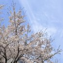 미녀손톱 | 4월 미녀관리 목록 : 벚꽃 네일아트, K레티시아 내돈내산 찐후기 피부관리, 턱 근막 뜯어내기