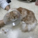 Dr.윤24시동물병원 | ［은평구 동물병원］닥터윤24시동물병원에서 중성화수술, 수컷 중성화수술비용 후기, 넥카라 추천