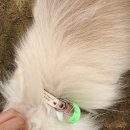 45 | 애견운동장 테일45 내돈내산 후기