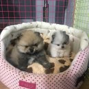 댕댕이 커트방 이미지