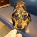 펫그라운드_해방촌 이미지