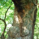 지곡리 등산로 이미지