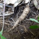 더덕이네 이미지