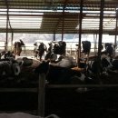 단성목장 이미지