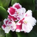 세인트폴리아 이미지