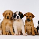 치료멍멍동물병원 이미지