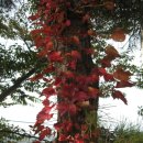 솔바람 들꽃향기 이미지