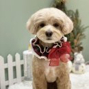 카멜리몽 이미지