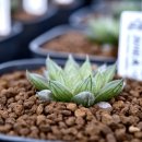 기특이네 농장 이미지