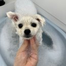 멍멍부띠끄 | 해운대 ‘멍멍부띠끄’ 강아지 목욕 후기