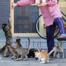 배부른고양이 이미지