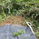 사선대농장 이미지