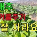 가을 김장배추 웃거름(추비) 주는 시기 및 방법 이미지