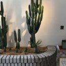 Calma(깔마) 이미지