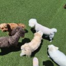 둔포애견 이미지