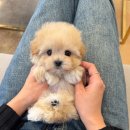 퍼피블랑 | 강아지분양 고민 중이라면? 대전 블랑퍼피 솔직 방문후기