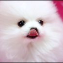 뽀송뽀송 이미지