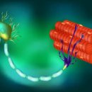 ALS 돌파구: 새로운 DNA 치료로 마비를 지연시킬 수 있음 이미지