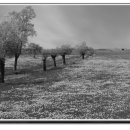 흙의 살들(시비) 이미지