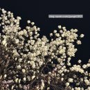 롯데칠성음료(주)군산공장 | 군산 벚꽃 여행 코스 추천 명소부터 맛집까지