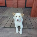 로그하우스 이미지