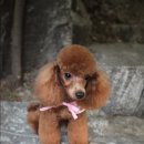 포포퍼피 이미지