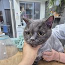 고양이무마취미용 고미고미 동삼점 | 부산고양이미용 고미고미 다대점 우리 코코 미용 너무 예쁘게 잘 해주셨어요~