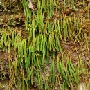 우단일엽 [Pyrrosia linearifolia (Hook.) Ching] 이미지