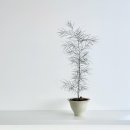 피다(Pida) 이미지