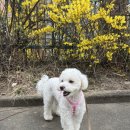 멍찌애견유치원 이미지