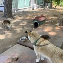 용문산계곡 펜션 | 🏕️ 13명 대인원도 걱정 없었던 여름 MT 성지