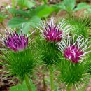 [3월 29일 탄생화] 우엉(Arctium) : 괴롭히지 말아요 이미지