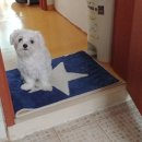 훈훈하개 이미지