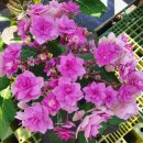 양지리 농장 이미지