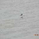 방아다리 이미지