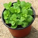 애플민트 이미지