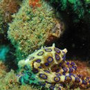 푸른고리 문어Blue-ringed Octopus 이미지