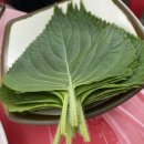 둔산로 | [대전 서구 둔산로 맛집 코스] 생생오박사 직영점 &amp; 자유대반점 내돈내산 후기🍶