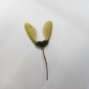 송도맥주축제♡ 이미지