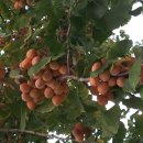 덕산 은행나무길 이미지